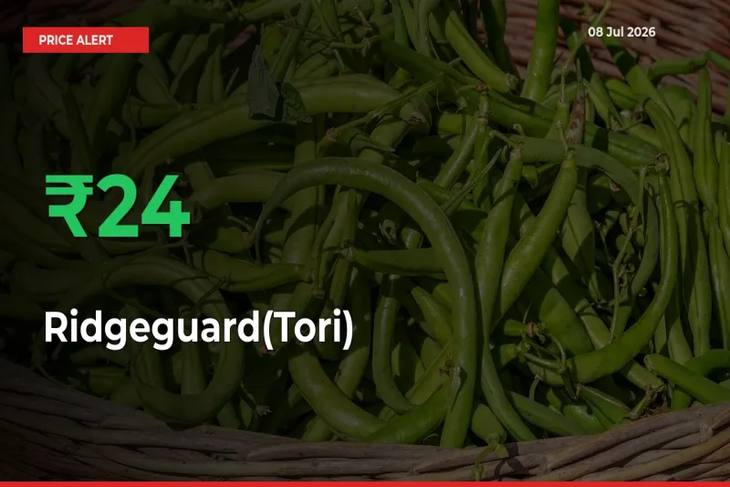 Ridgeguard(Tori) Prices Rise 23.82% in a Day at Major Mandis