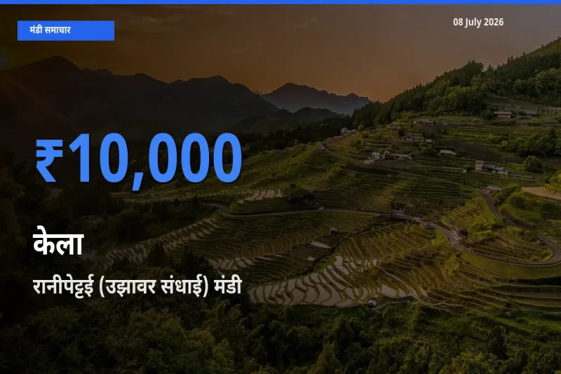 किसानों की पसंद बना रानीपेट्टई (उझावर संधाई), केला के सबसे अच्छे दाम