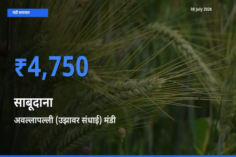 अवल्लापल्ली (उझावर संधाई) मंडी में साबूदाना ₹4,750 पर पहुँचा – आज का सर्वोच्च भाव