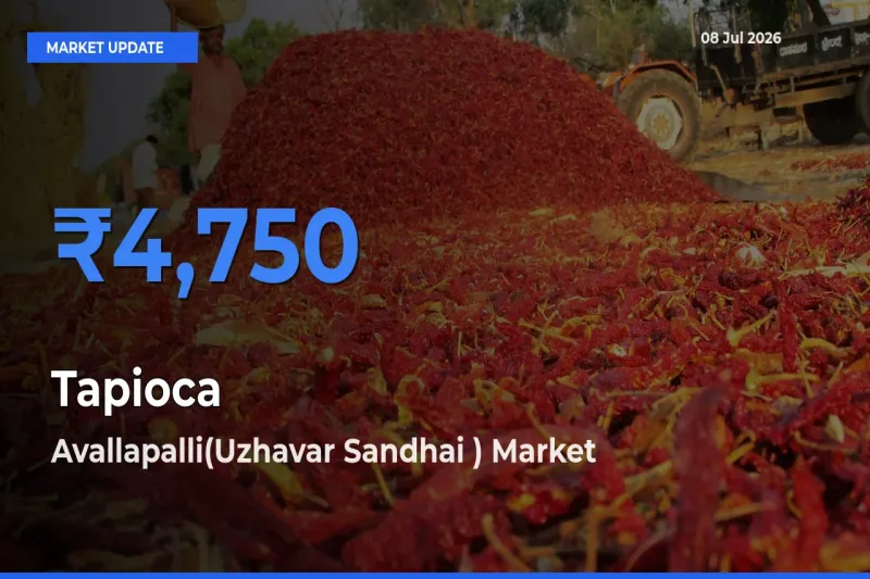 Avallapalli(Uzhavar Sandhai ) Tops Tapioca Mandi Rates Today