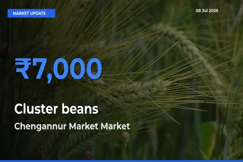 Market Watch: Chengannur Market Becomes Top Mandi for Cluster beans