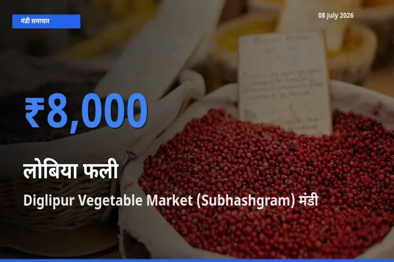 Diglipur Vegetable Market (Subhashgram) मंडी में लोबिया फली ₹8,000 पर पहुँचा – आज का सर्वोच्च भाव