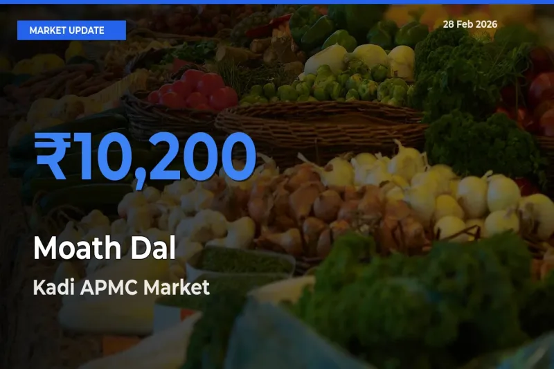 Top Performer! Kadi APMC Offers Best Moath Dal Price Today