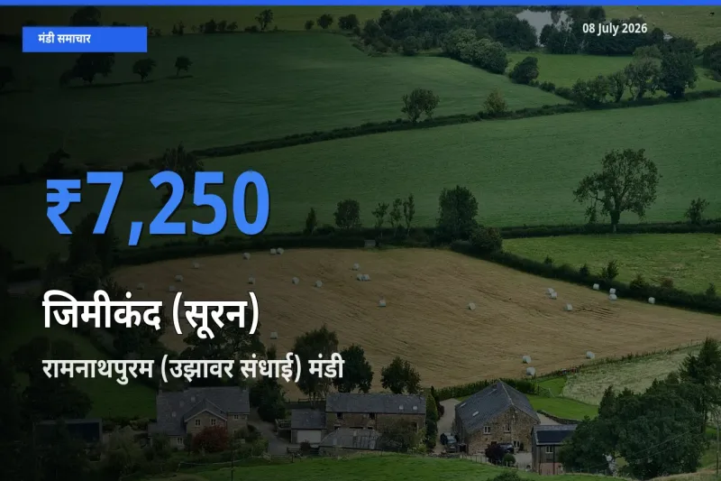 रामनाथपुरम (उझावर संधाई) में जिमीकंद (सूरन) का आज सबसे ऊँचा भाव