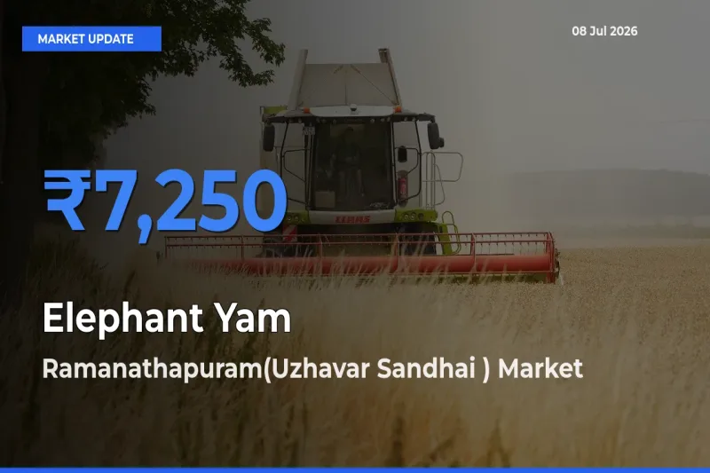 Ramanathapuram(Uzhavar Sandhai ) Offers ₹7,250 – Highest Elephant Yam Rate Today