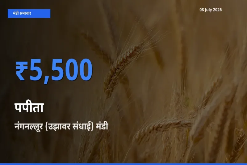 नंगनल्लूर (उझावर संधाई) मंडी में पपीता ₹5,500 पर पहुँचा – आज का सर्वोच्च भाव