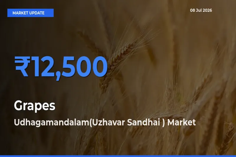 Udhagamandalam(Uzhavar Sandhai ) Tops Grapes Rates – July 08 Market Update