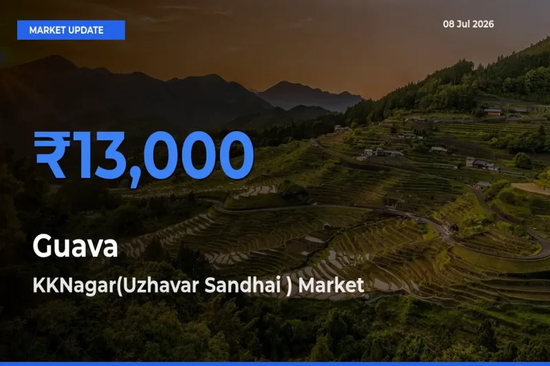 KKNagar(Uzhavar Sandhai ) Tops Guava Rates – July 08 Market Update