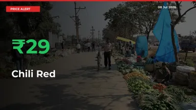 Sharp Jump! Chili Red Prices Climb 29.38% in 24 Hours at Key Mandis