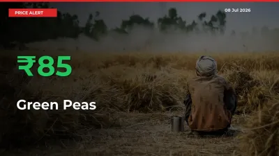 Green Peas Mandi Rate Today: Prices Jump 85.02% at Market
