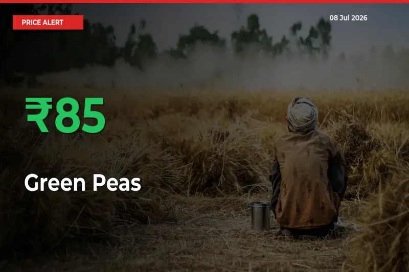 Green Peas Mandi Rate Today: Prices Jump 85.02% at Market
