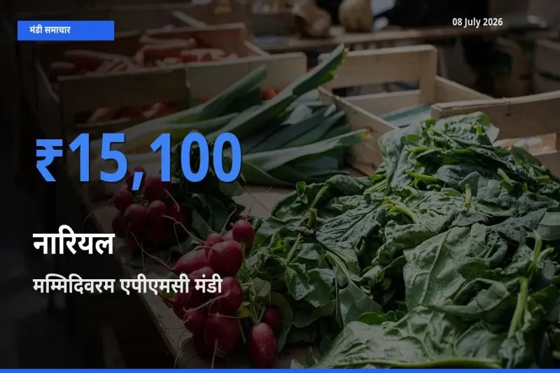 मम्मिदिवरम एपीएमसी में नारियल का आज सबसे ऊँचा भाव
