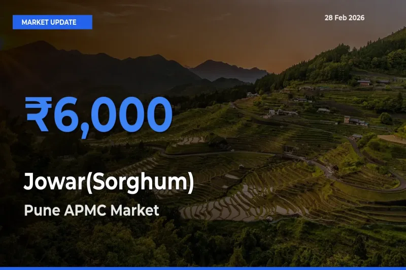 Farmers Prefer Pune APMC as Jowar(Sorghum) Hits Highest Rate