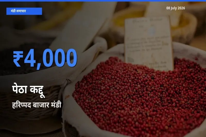 आज पेठा कद्दू के सबसे ऊँचे दाम ₹4,000 हरिप्पद बाजार मंडी में