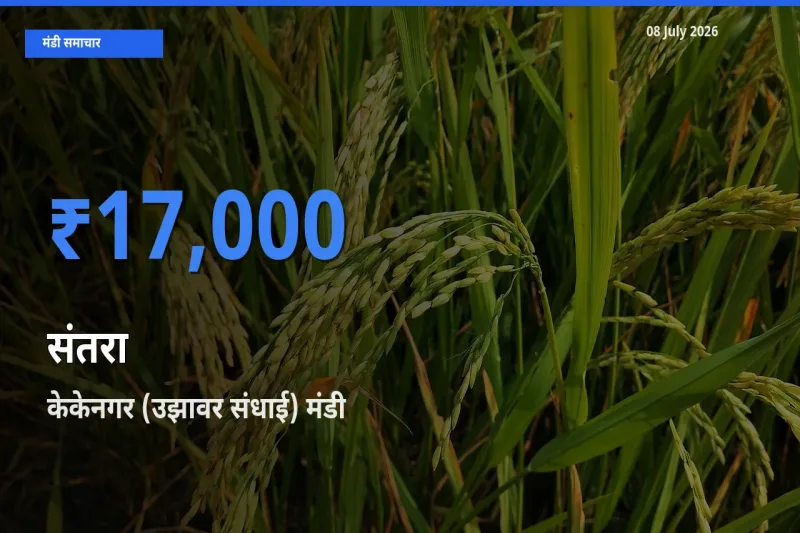 किसानों की पसंद बना केकेनगर (उझावर संधाई), संतरा के सबसे अच्छे दाम