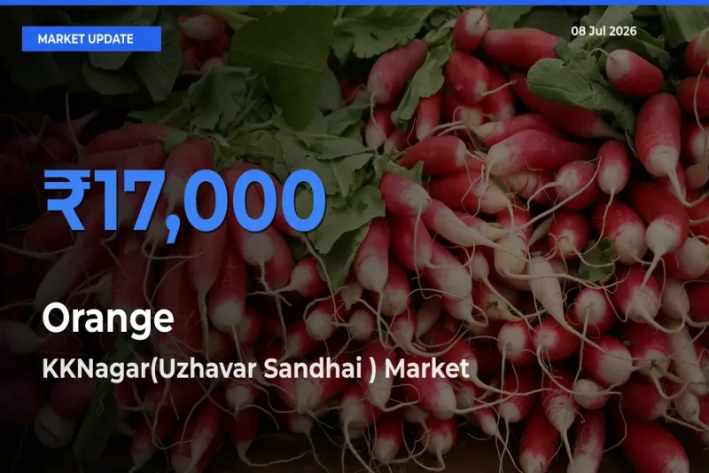 Top Performer! KKNagar(Uzhavar Sandhai ) Offers Best Orange Price Today
