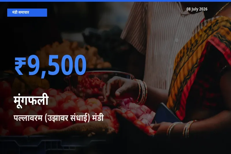 किसानों की पसंद बना पल्लावरम (उझावर संधाई), मूंगफली के सबसे अच्छे दाम