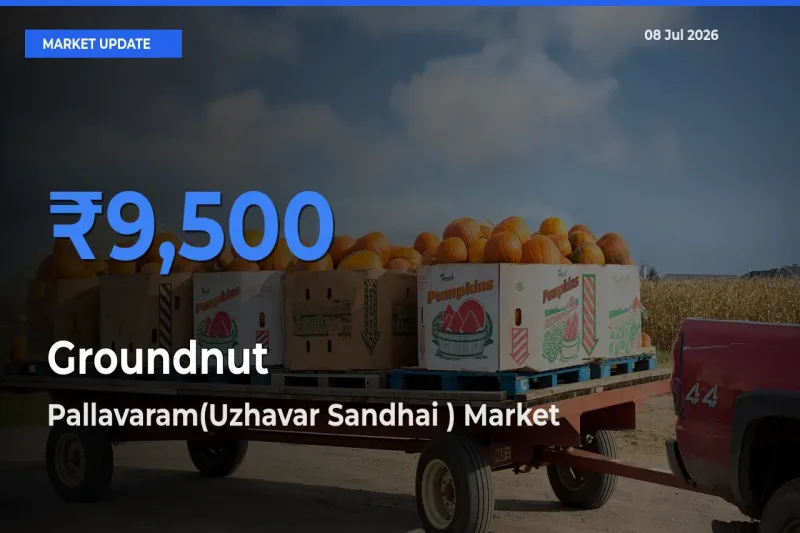 Pallavaram(Uzhavar Sandhai ) Leads as Top Mandi for Groundnut Prices