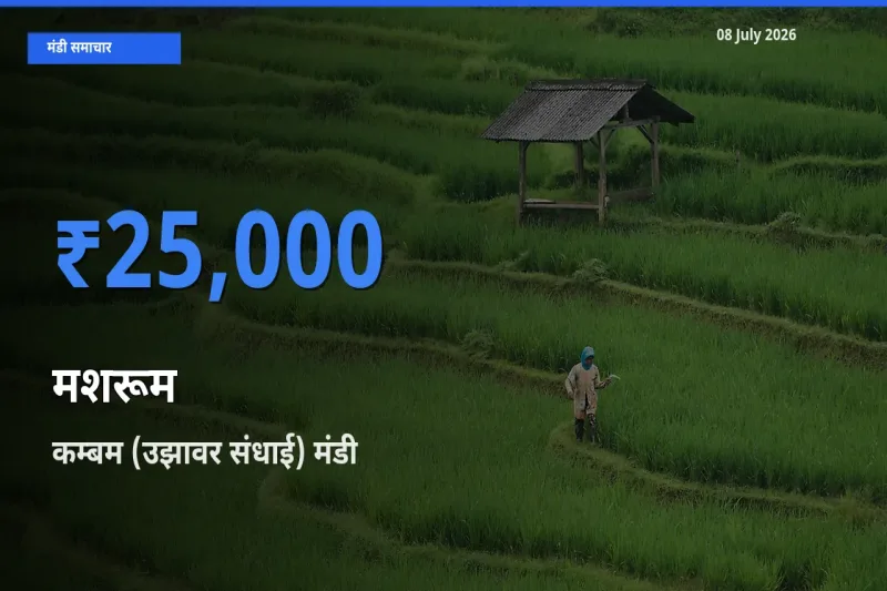 कम्बम (उझावर संधाई) मंडी में मशरूम ₹25,000 पर पहुँचा – आज का सर्वोच्च भाव