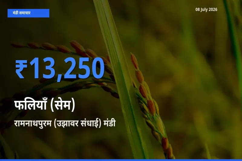 रामनाथपुरम (उझावर संधाई) मंडी में आज फलियाँ (सेम) के सबसे ऊँचे दाम दर्ज