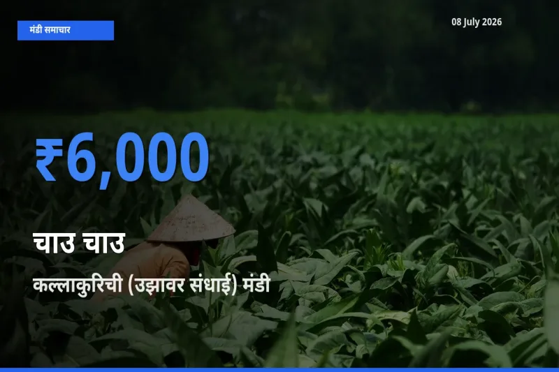 08 July अपडेट: चाउ चाउ के सबसे ऊँचे दाम कल्लाकुरिची (उझावर संधाई) मंडी में