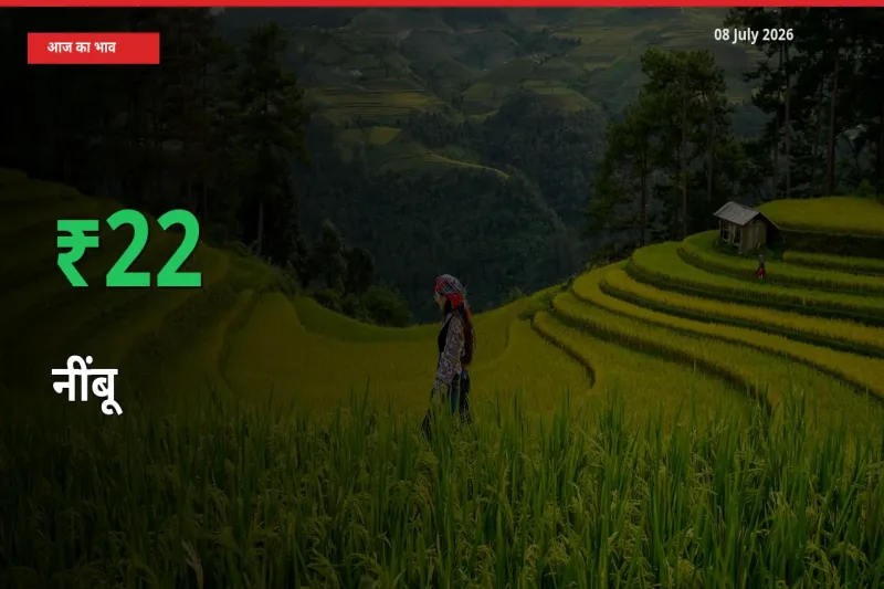 अचानक तेजी! मंडी में नींबू के दाम 21.59% चढ़े