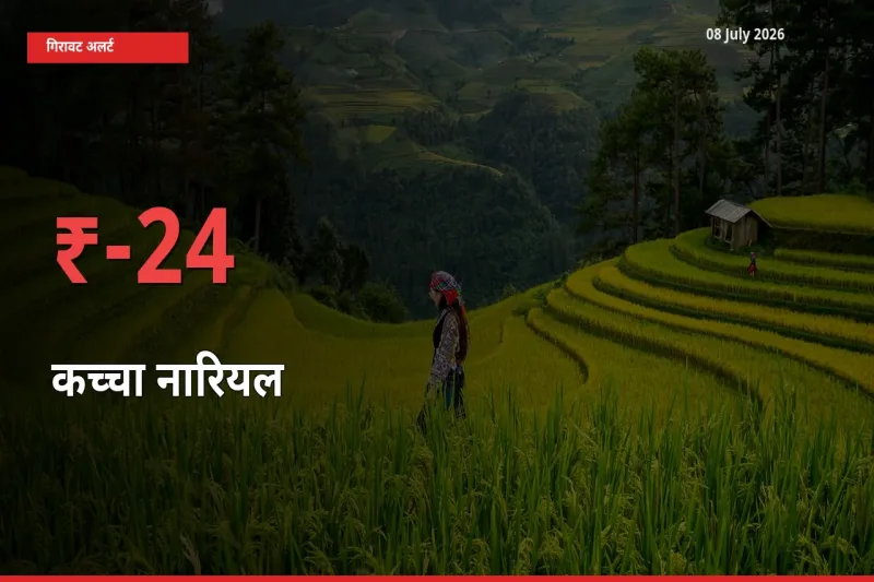 24.41% की गिरावट! मंडी में कच्चा नारियल के दाम अचानक टूटे