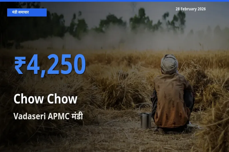 बाज़ार संकेत: Vadaseri APMC बना Chow Chow के लिए आज की टॉप मंडी