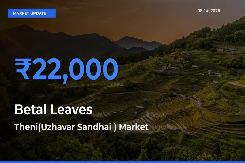 Theni(Uzhavar Sandhai ) Tops Betal Leaves Mandi Rates Today