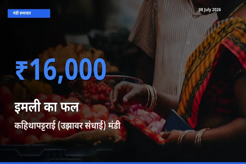 कहिथापट्टराई (उझावर संधाई) मंडी में आज इमली का फल के सबसे ऊँचे दाम दर्ज