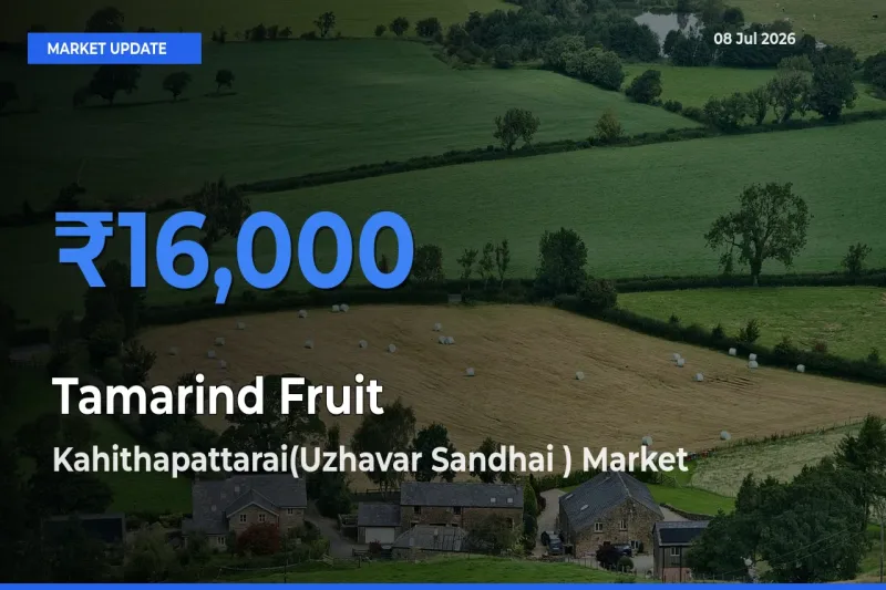 Tamarind Fruit Mandi Rate Today: Kahithapattarai(Uzhavar Sandhai ) Tops the List