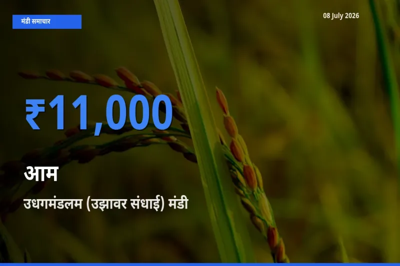 उधगमंडलम (उझावर संधाई) में आम का आज सबसे ऊँचा भाव