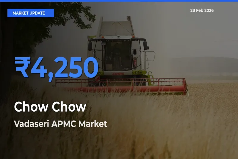 Market Watch: Vadaseri APMC Becomes Top Mandi for Chow Chow