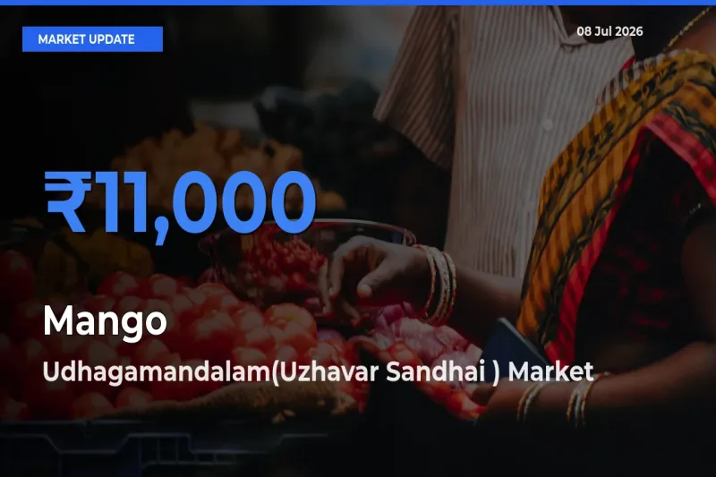 Udhagamandalam(Uzhavar Sandhai ) Offers ₹11,000 – Highest Mango Rate Today
