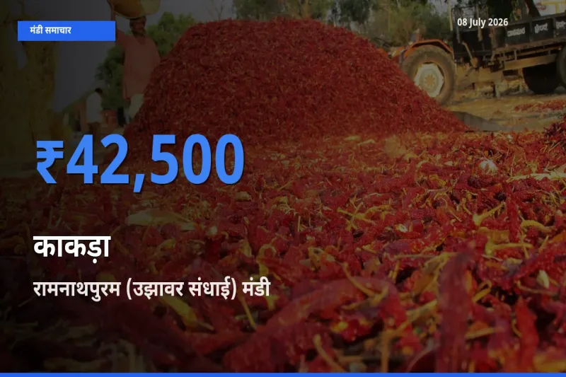 आज का मंडी भाव: काकड़ा के सबसे ज़्यादा दाम रामनाथपुरम (उझावर संधाई) में