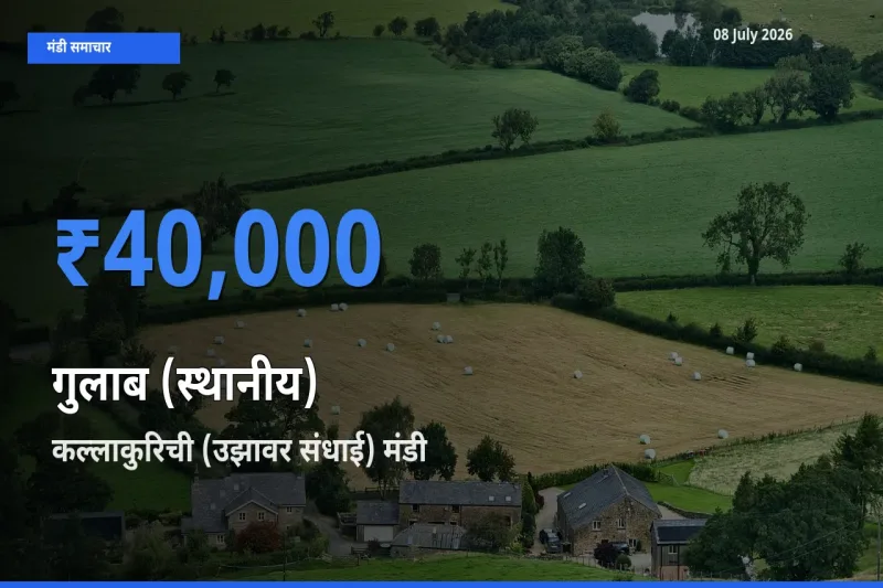 आज का मंडी भाव: गुलाब (स्थानीय) के सबसे ज़्यादा दाम कल्लाकुरिची (उझावर संधाई) में