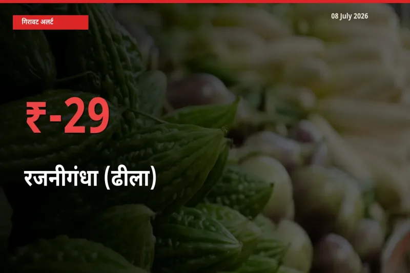 08 July अपडेट: रजनीगंधा (ढीला) के दाम मंडी में 29.25% गिरे