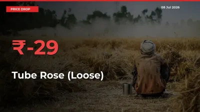 Tube Rose (Loose) Prices Drop 29.25% in 24 Hours at Major Mandis