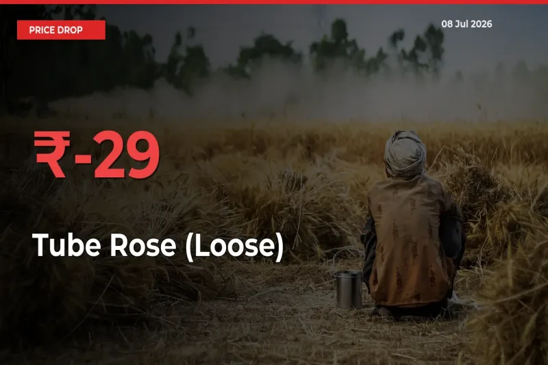 Tube Rose (Loose) Prices Drop 29.25% in 24 Hours at Major Mandis