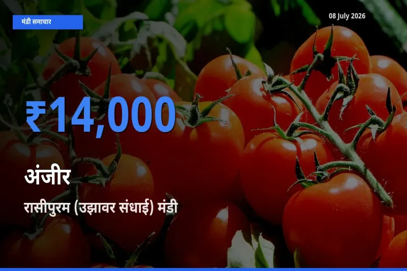 रासीपुरम (उझावर संधाई) मंडी में अंजीर ₹14,000 पर पहुँचा – आज का सर्वोच्च भाव