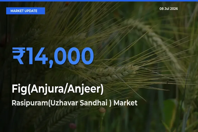 Rasipuram(Uzhavar Sandhai ) Leads as Top Mandi for Fig(Anjura/Anjeer) Prices