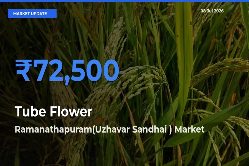 Tube Flower Mandi Rate Today: Ramanathapuram(Uzhavar Sandhai ) Tops the List