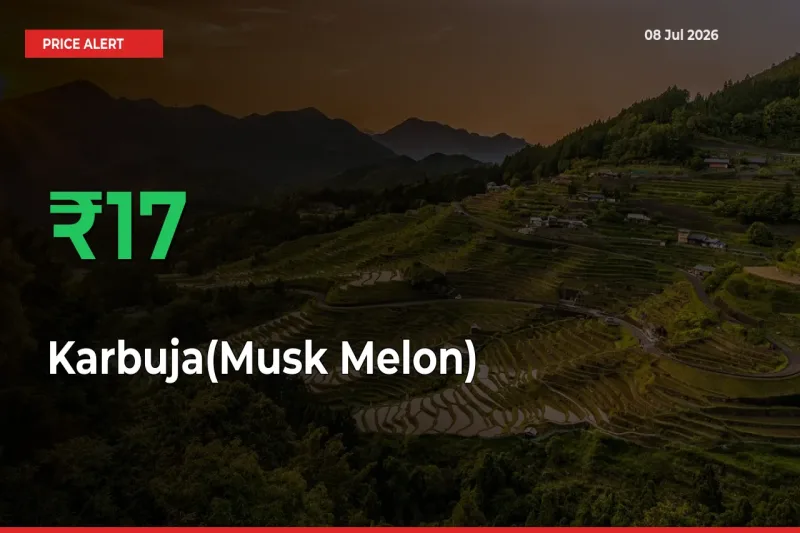 17.4% Spike in Karbuja(Musk Melon) Prices – Mandi Sees Sudden Rally