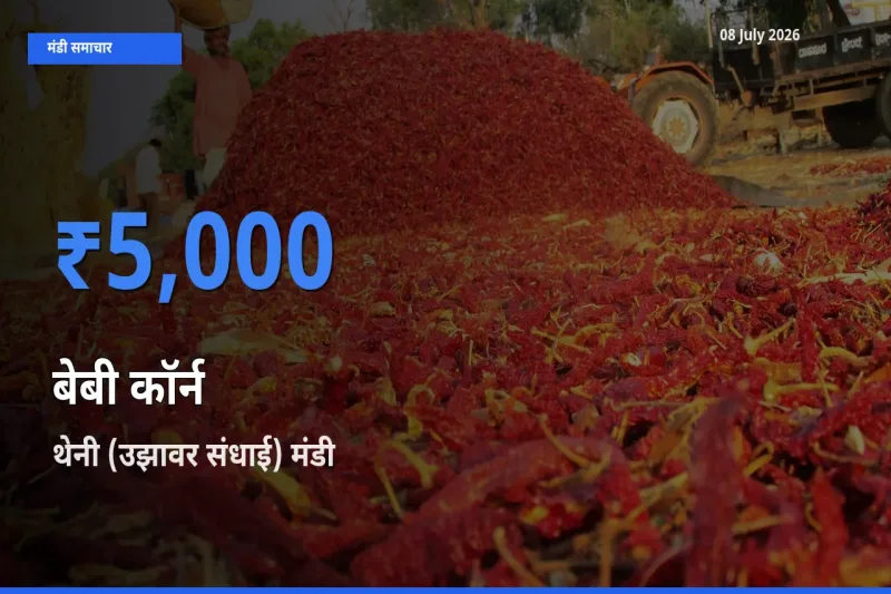 थेनी (उझावर संधाई) मंडी में बेबी कॉर्न ₹5,000 पर पहुँचा – आज का सर्वोच्च भाव