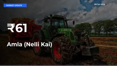 Amla (Nelli Kai) Shows Strong Mandi Trend – July 08 Market Update