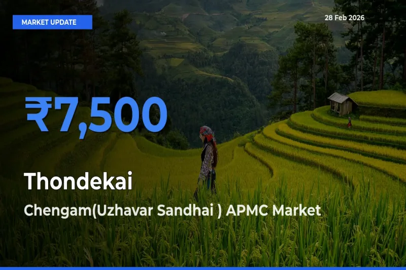 Thondekai Mandi Rate Today: Chengam(Uzhavar Sandhai ) APMC Tops the List