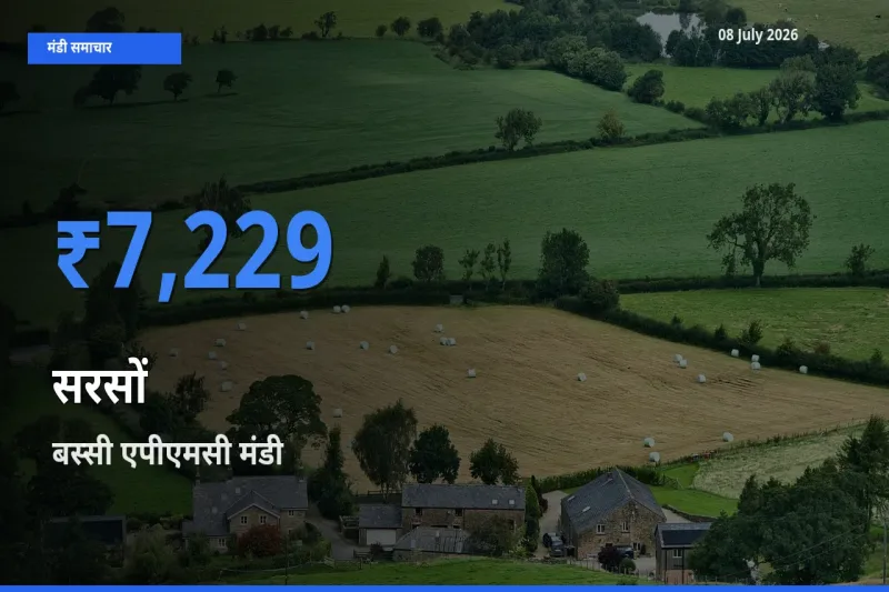किसानों की पसंद बना बस्सी एपीएमसी, सरसों के सबसे अच्छे दाम