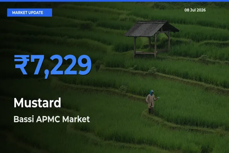 Bassi APMC Records Highest ₹7,229 Rate for Mustard