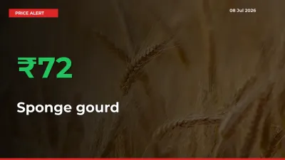 Farmers Cheer as Sponge gourd Prices Surge 72.4% in Local Mandis