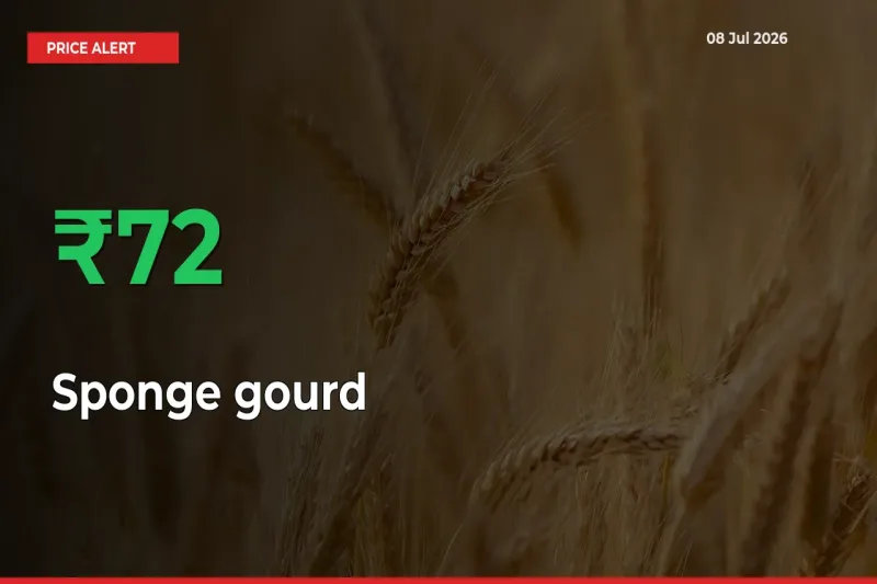 Farmers Cheer as Sponge gourd Prices Surge 72.4% in Local Mandis